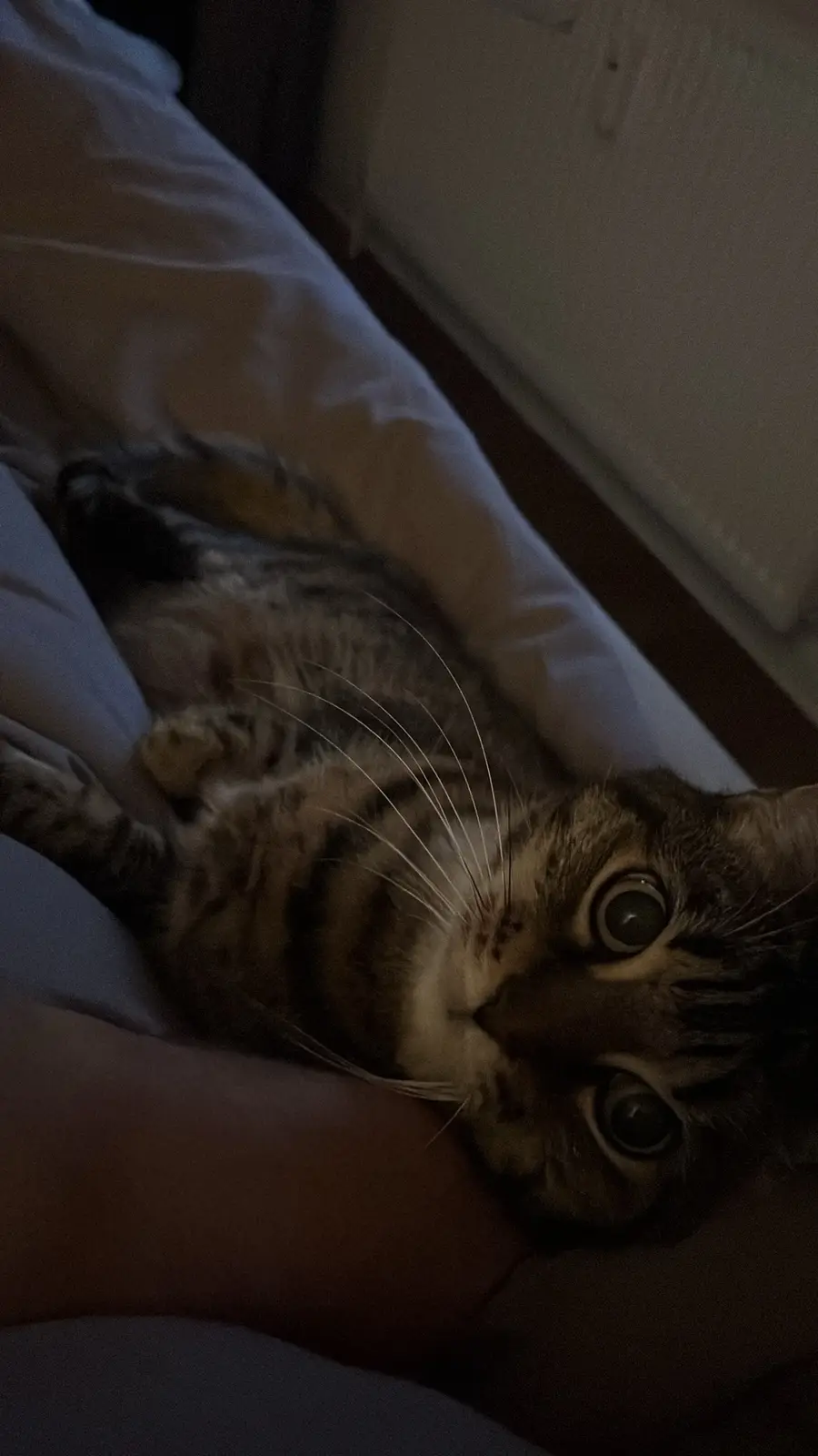 A tabby cat lies on its back on a bed, looking up with wide, startled eyes in a dimly lit room. A human arm is visible…