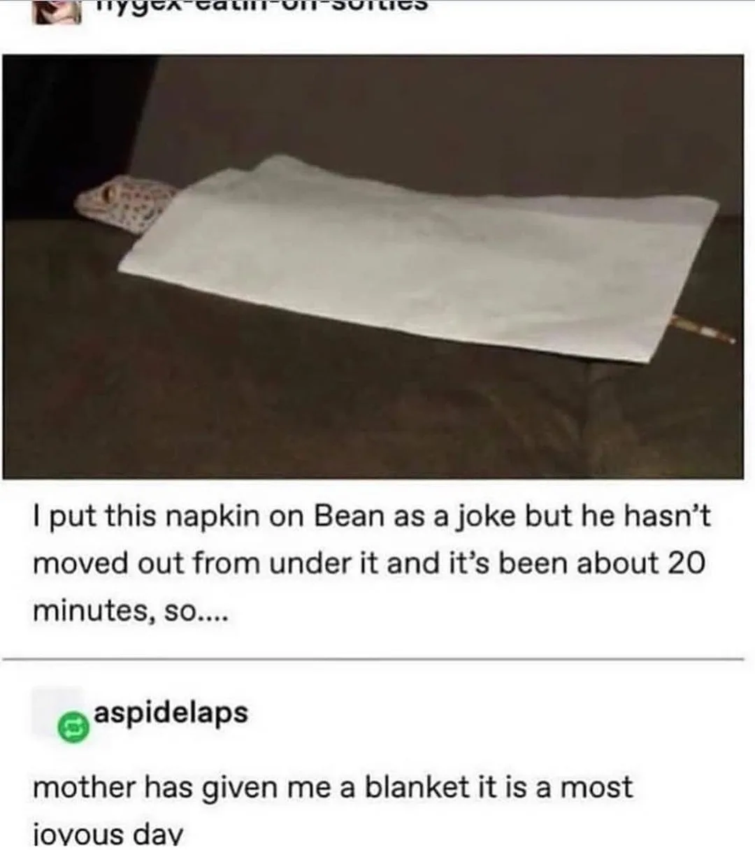 A small lizard, named Bean, is completely covered by a white napkin or blanket on a dark couch, with only its head visible…