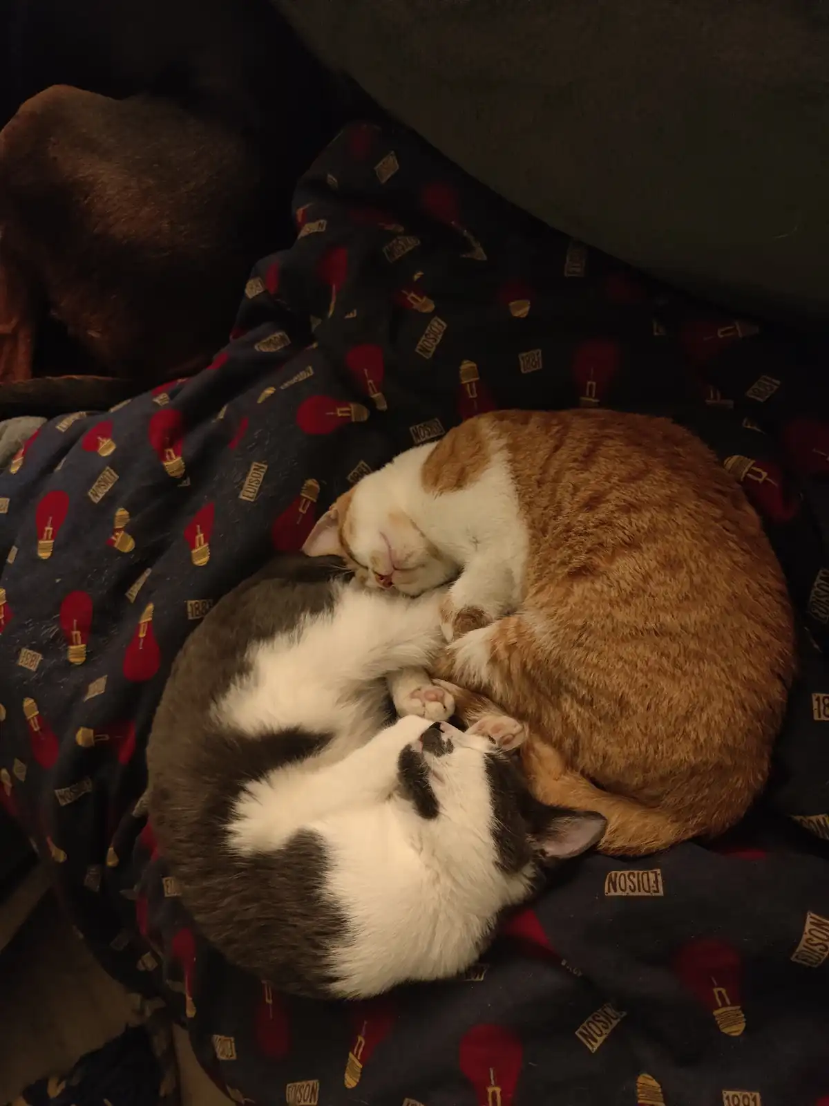 Two cats are curled up together sleeping on a dark blanket with red lightbulb patterns and the word 'EDISON'. One cat is…