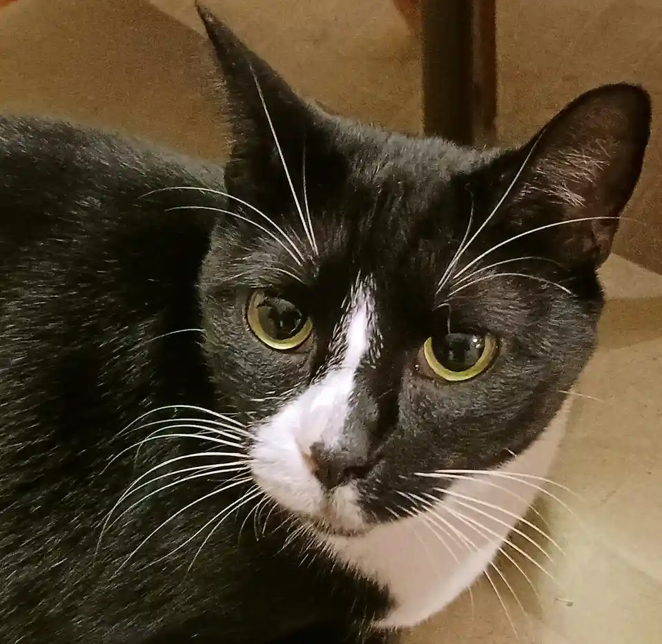 A close-up photo of a black-and-white cat with yellow eyes and long white whiskers, looking directly at the camera with a…
