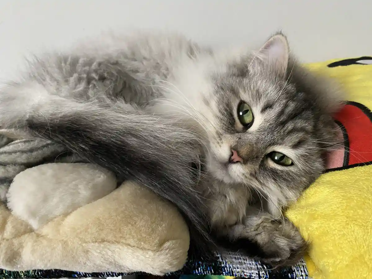 A fluffy gray and white cat with green eyes lies on a soft surface, partially on a yellow Pikachu plush toy, looking…