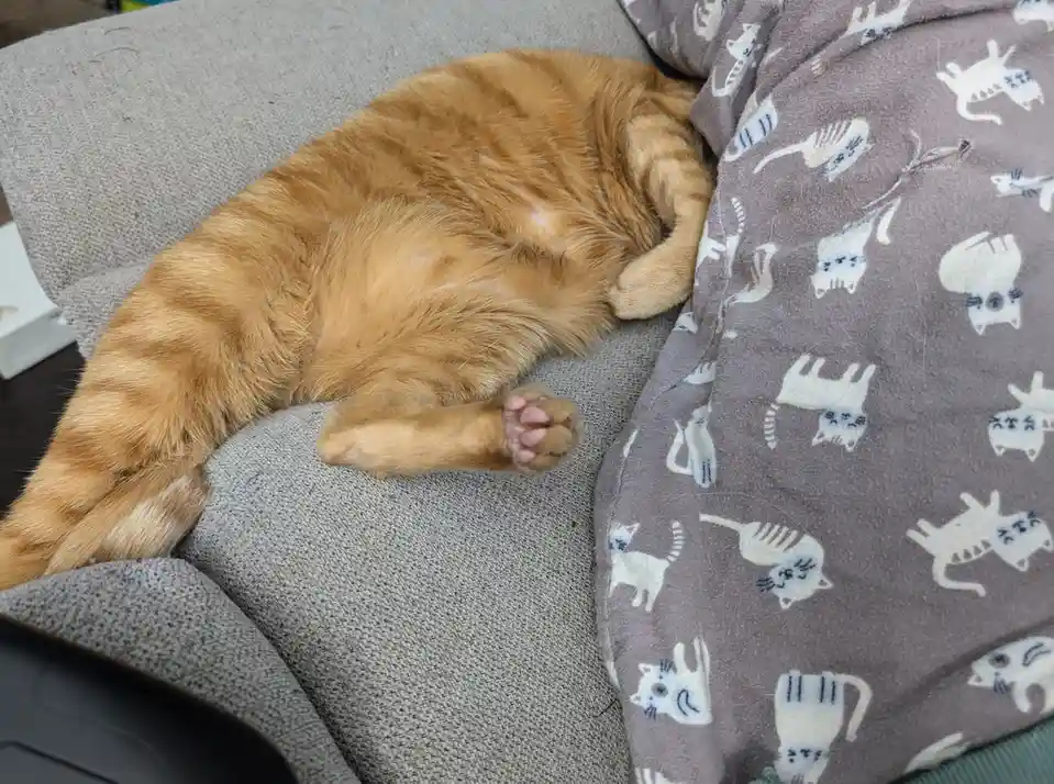 An orange tabby cat is curled up and sleeping soundly on a gray couch, one paw stretched out with pink pads visible. Beside…