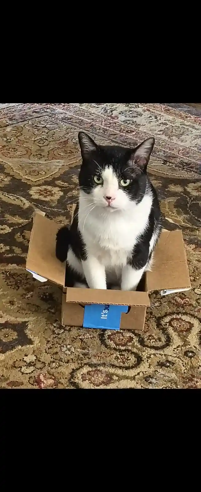 A black and white cat sits upright inside an open cardboard box placed on a patterned rug, looking directly at the camera…