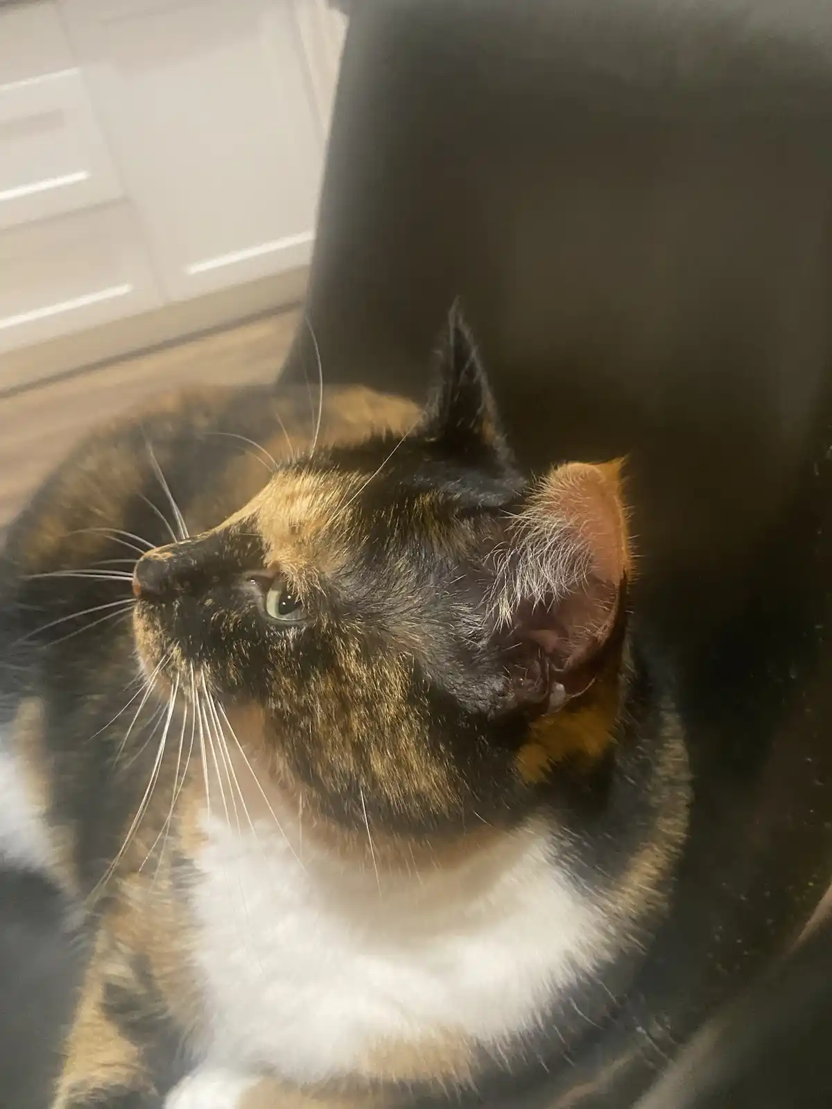 A close-up photo of a calico cat with black, orange, and white fur, sitting on a dark surface and looking upward with one…