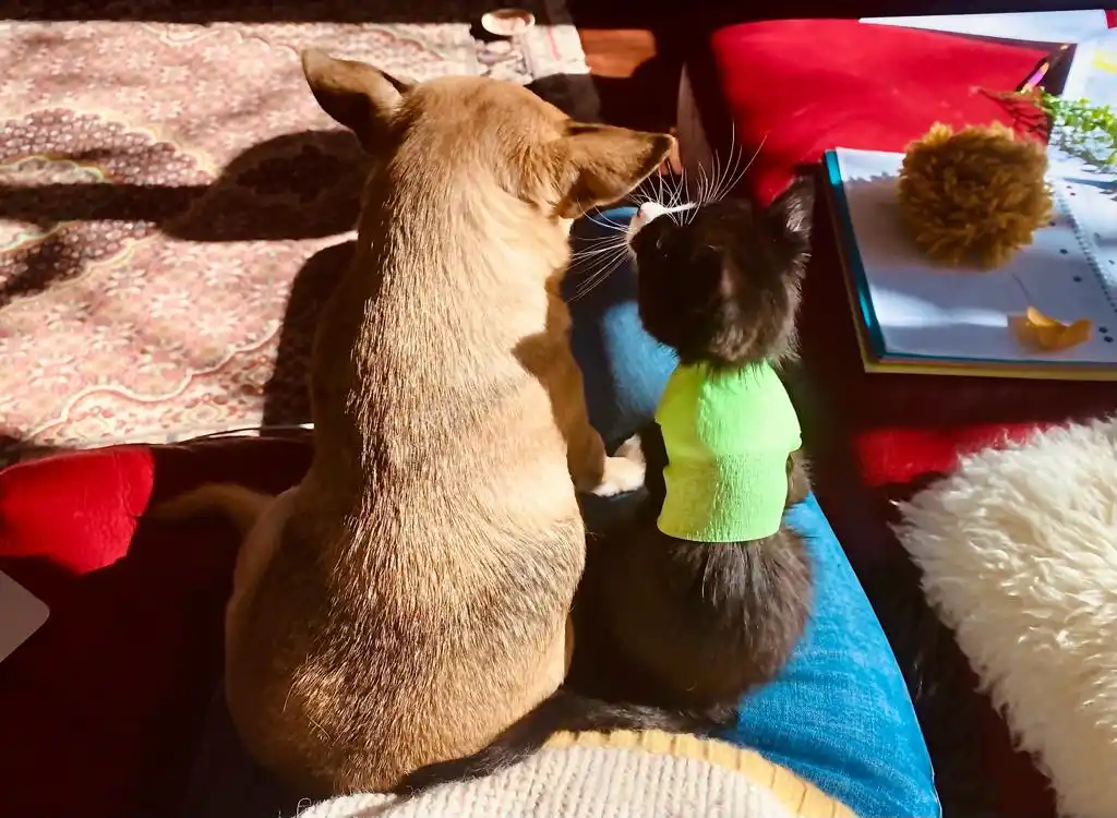 Two Friends, One Adventure: Dos Amigos