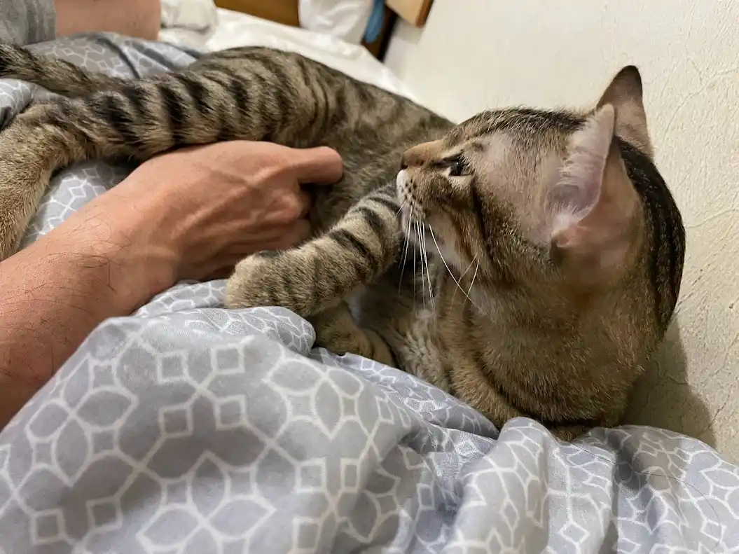 A tabby cat lies on a bed with a person's arm, looking up with a displeased expression while the person's hand rests on its…