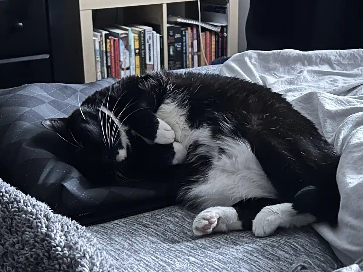 A black and white cat is curled up on a bed, sleeping soundly with one paw over its face. Behind it, a bookshelf filled with…