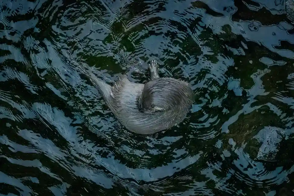 An overhead shot shows a wet, gray otter curled up in dark, rippling water, its body mostly submerged with only its head and…