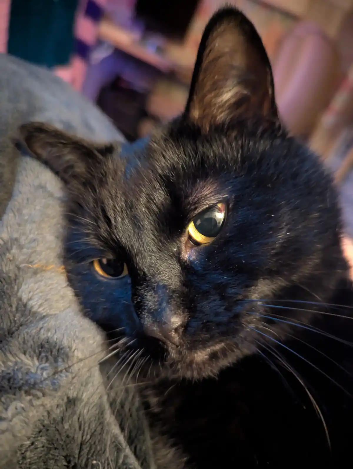 A close-up photo of a black cat with golden eyes looking directly at the camera with a serious, unimpressed expression…