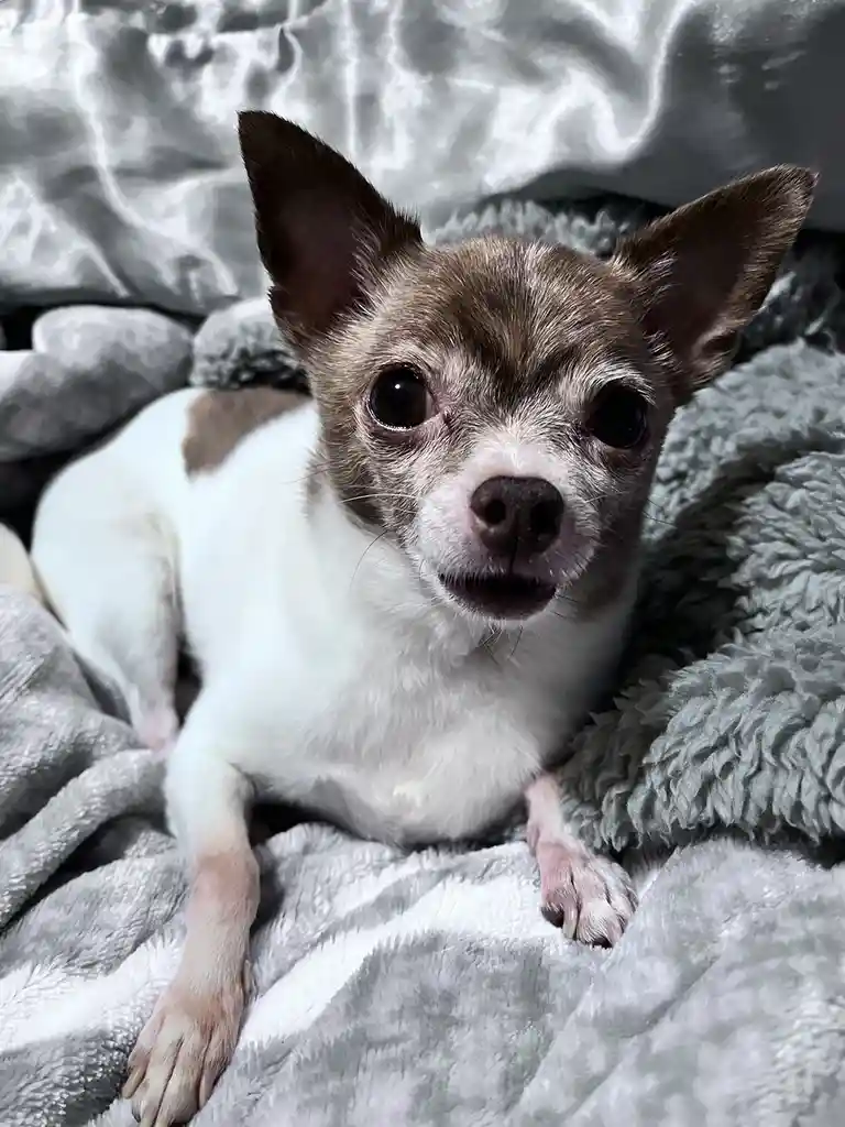 A small chihuahua with brown and white fur lies on a gray, fluffy blanket, looking directly at the camera with wide…
