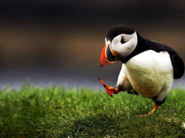 a puffin stands on green grass, lifting one orange foot as if resting, with a blurred natural background. The overlaid text…