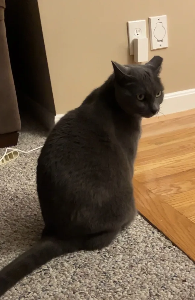 A gray cat sits on a carpeted floor near a wooden floor, looking sideways with a displeased expression. Behind it, a wall…