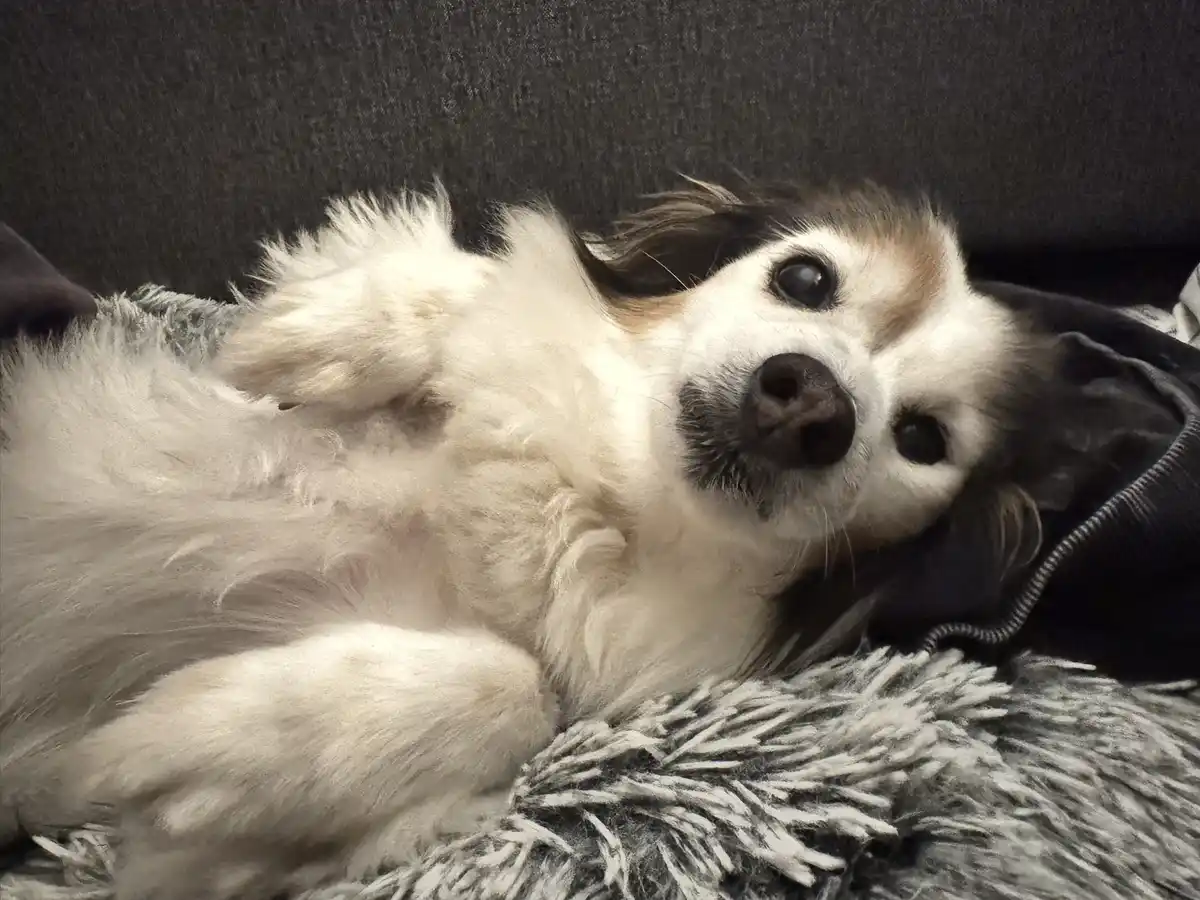 A fluffy white and brown dog lies on its back on a gray shaggy blanket, looking up at the camera with wide, innocent eyes…