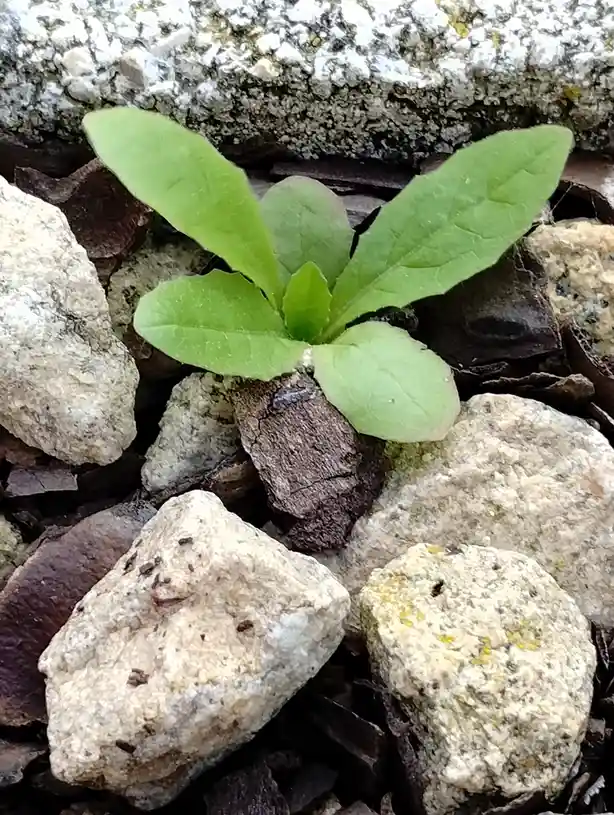 A small green plant with several leaves is growing out of a crack between gray and beige rocks and dark mulch. The overlaid…