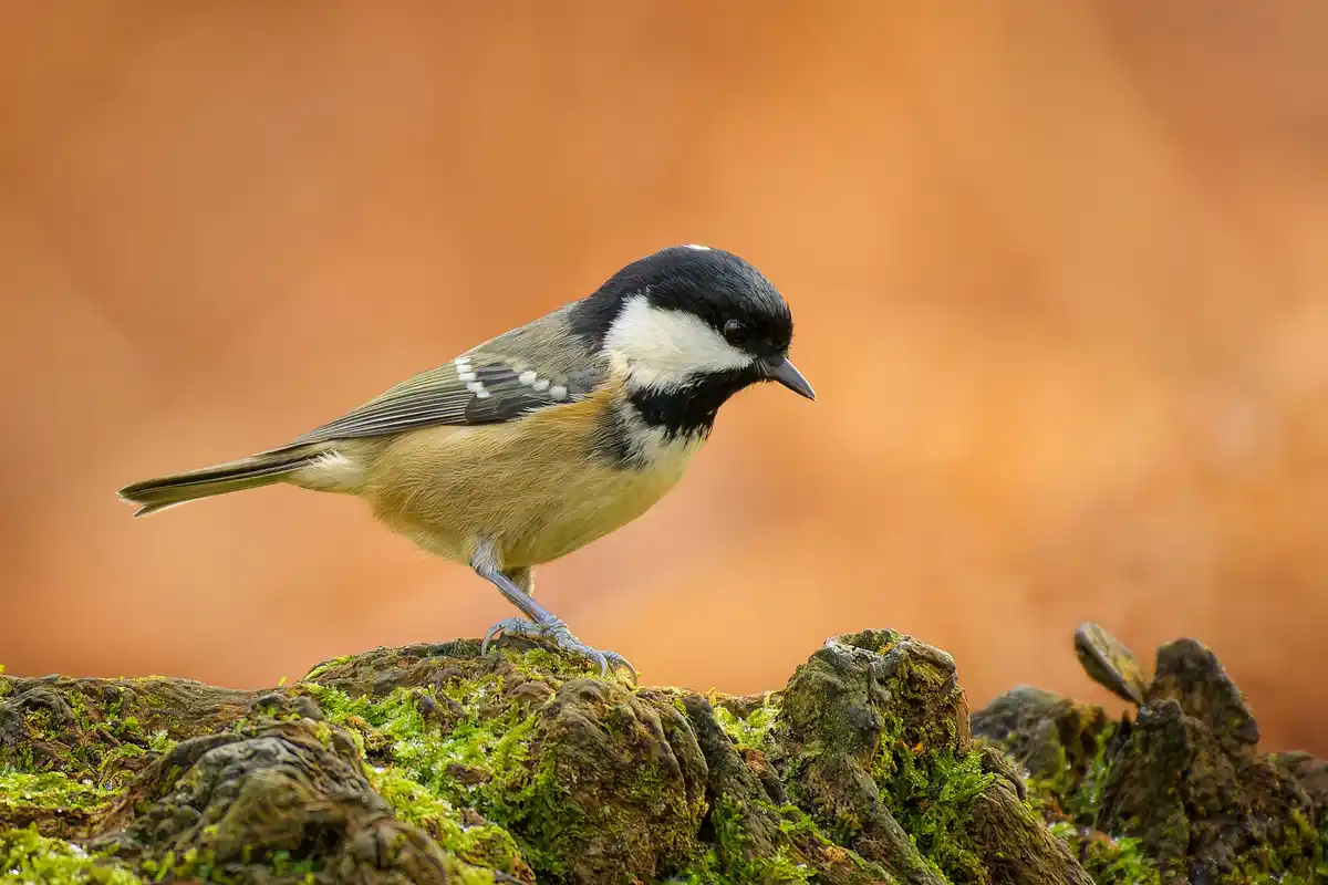 Meet the Coal Tit: A charming little bird (Periparus ater)