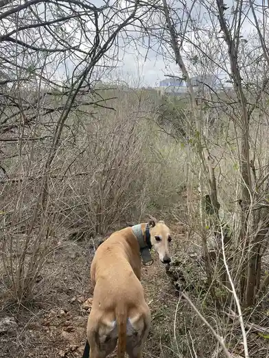 A tan greyhound with a patterned collar stands on a dirt trail surrounded by dry brush and sparse greenery, looking back…