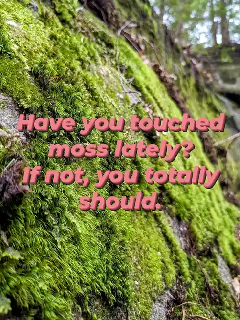 A close-up photograph shows a lush, vibrant green moss covering a tree trunk or rock surface in a forest. The image is…