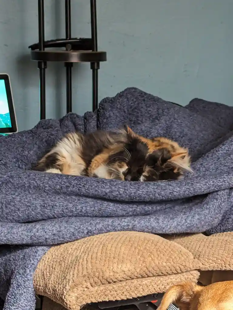 A calico cat is curled up and sleeping soundly inside a cozy, dark blue fleece blanket that is draped over a pet bed. In the…