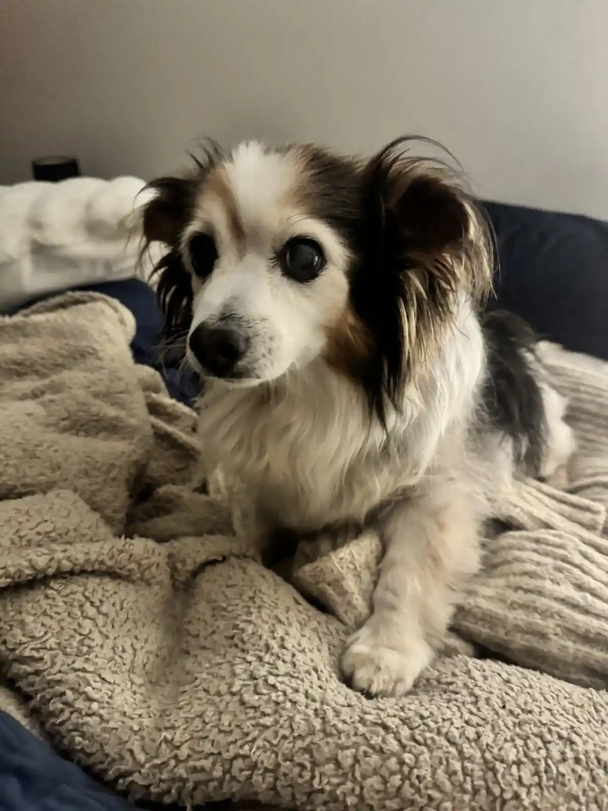 A daily dose of my adorable dog Panko!