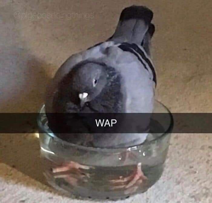 A gray pigeon is sitting inside a clear glass bowl filled with water, its head down and feet visible underwater. The image…