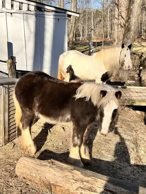 Two shaggy ponies stand in a sunlit outdoor enclosure with a wooden log in the foreground and a white shed behind them. The…