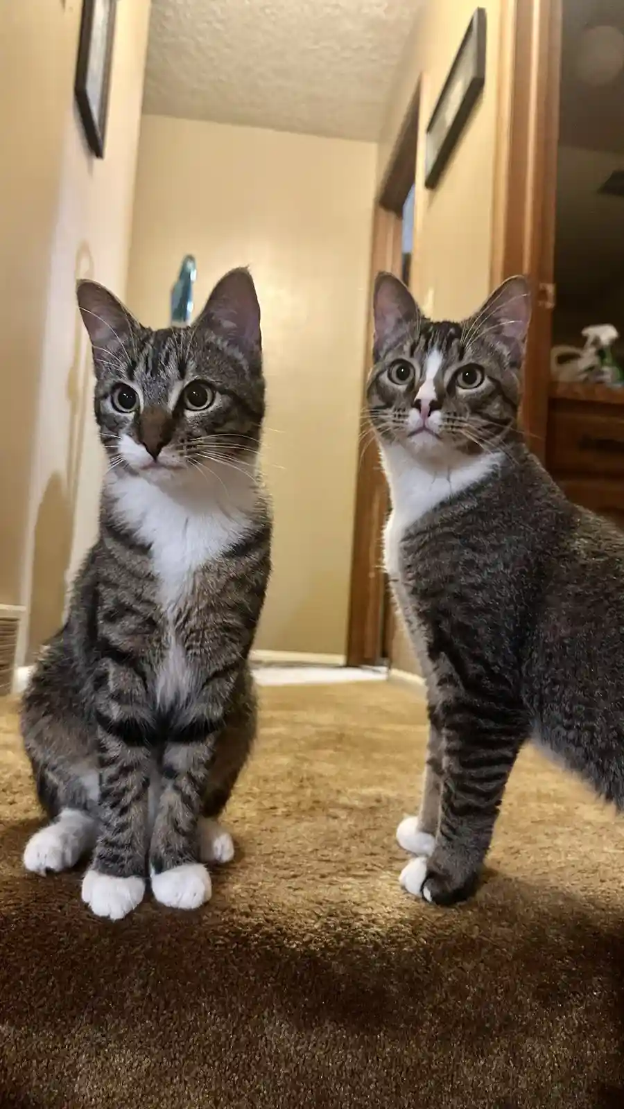 Two tabby cats with white chests and paws sit on a brown carpet in a hallway, both looking upward with wide, innocent eyes…