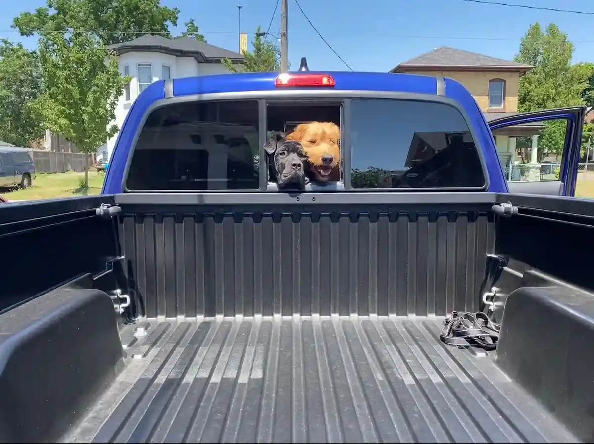 Two dogs, one black and one golden, are sticking their heads out the rear window of a blue pickup truck with a black bed…