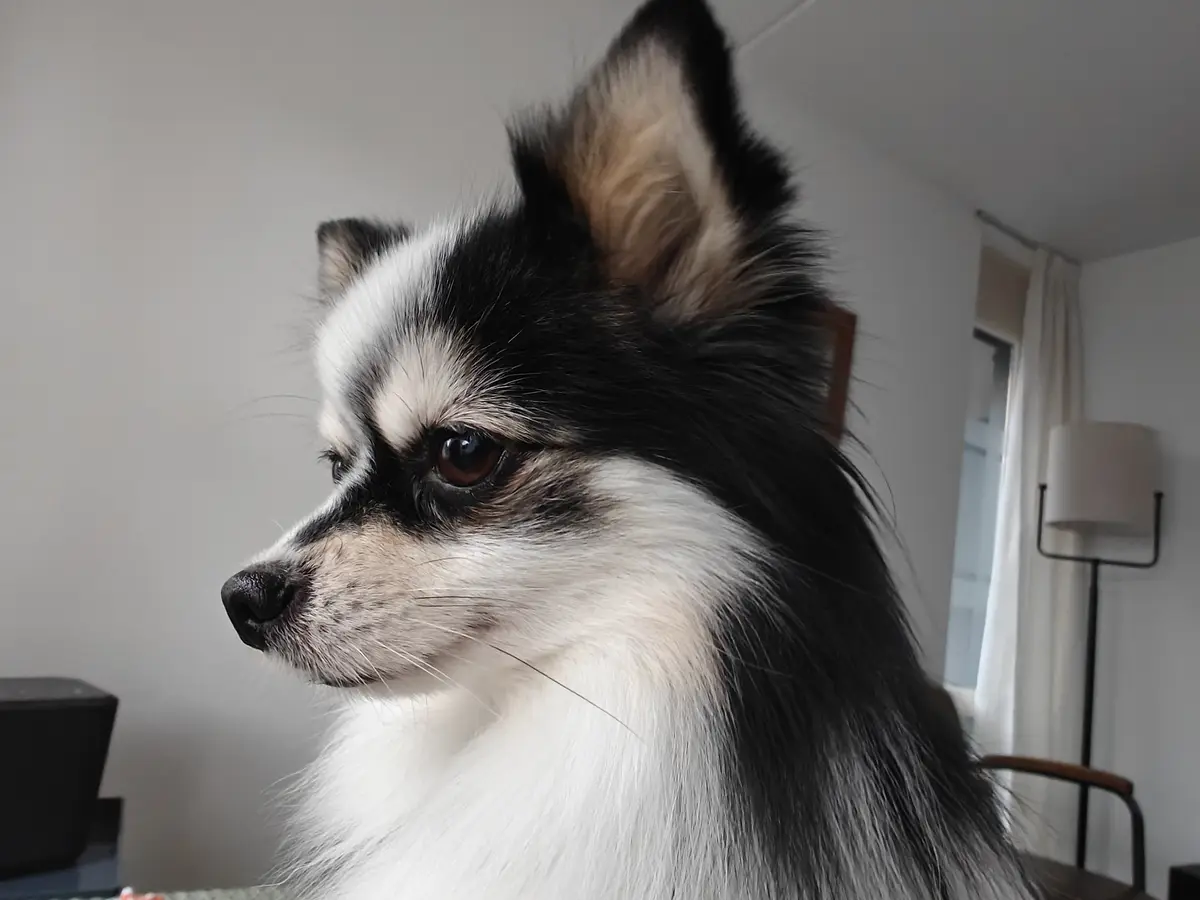 A close-up profile shot of a fluffy black-and-white dog with alert ears and a serious, slightly downturned expression…