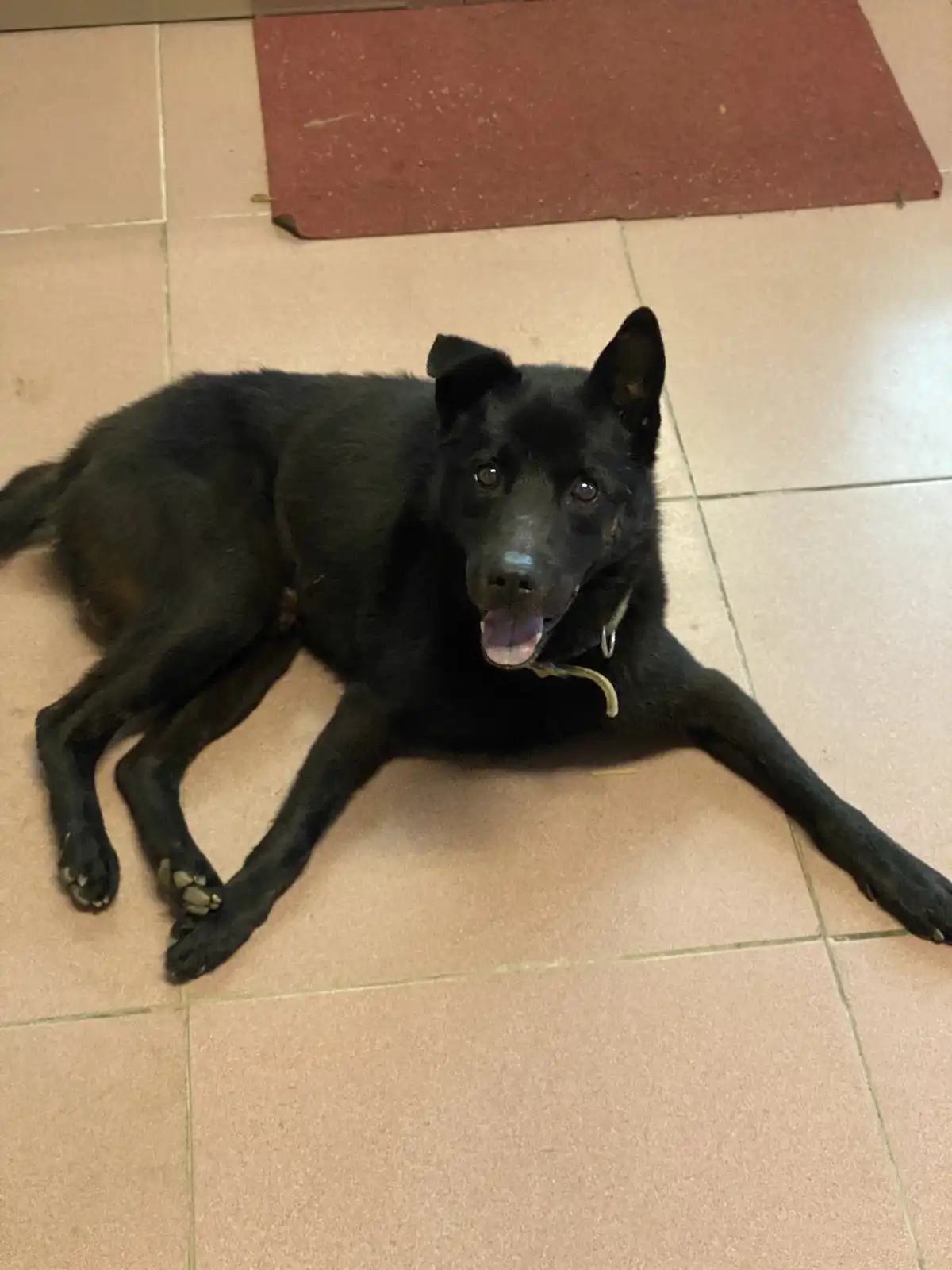 A black dog with pointed ears and a collar lies sprawled on a tiled floor, looking up with its mouth slightly open. A red…