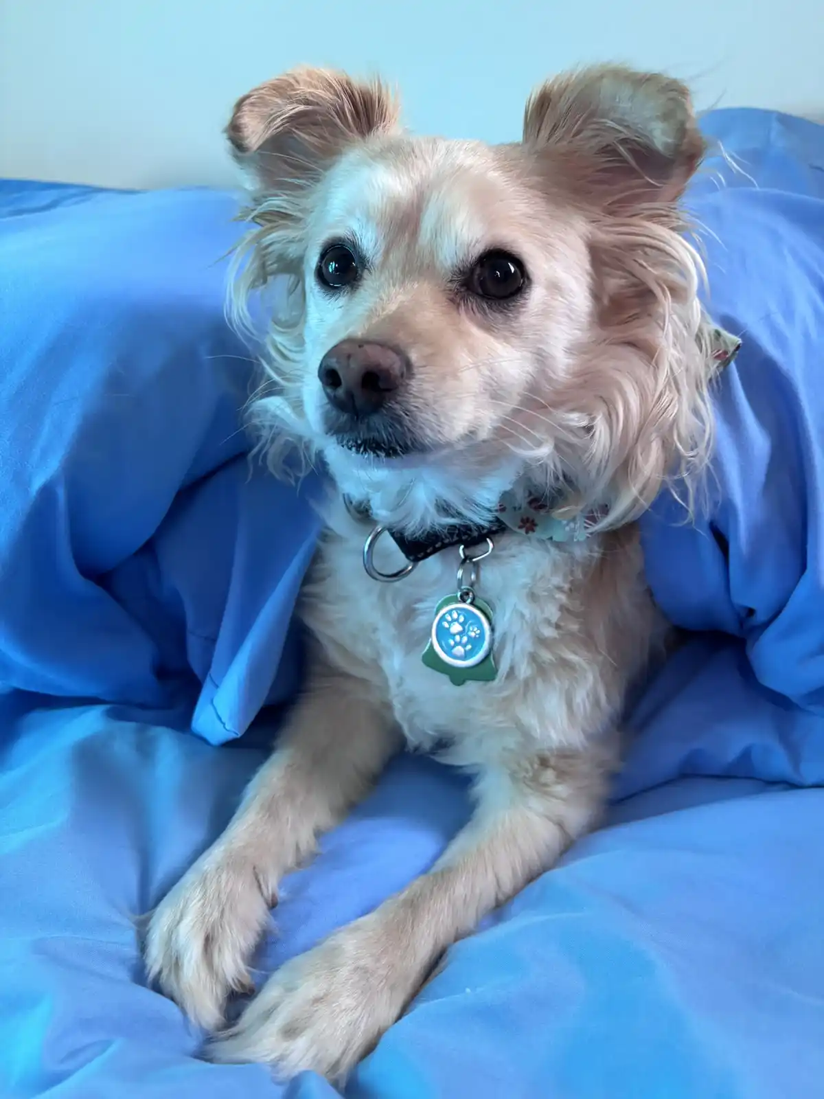 A small, light-colored dog with fluffy ears and dark eyes is peeking out from under a blue blanket or comforter, looking…