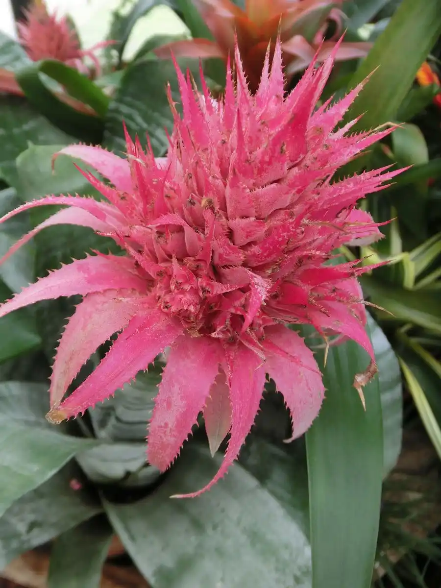 a close-up photograph of a vibrant pink bromeliad plant with spiky, serrated leaves radiating from a central point…