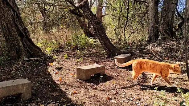 An orange tabby cat with white paws walks through a wooded area with dirt ground and scattered leaves, passing by three…