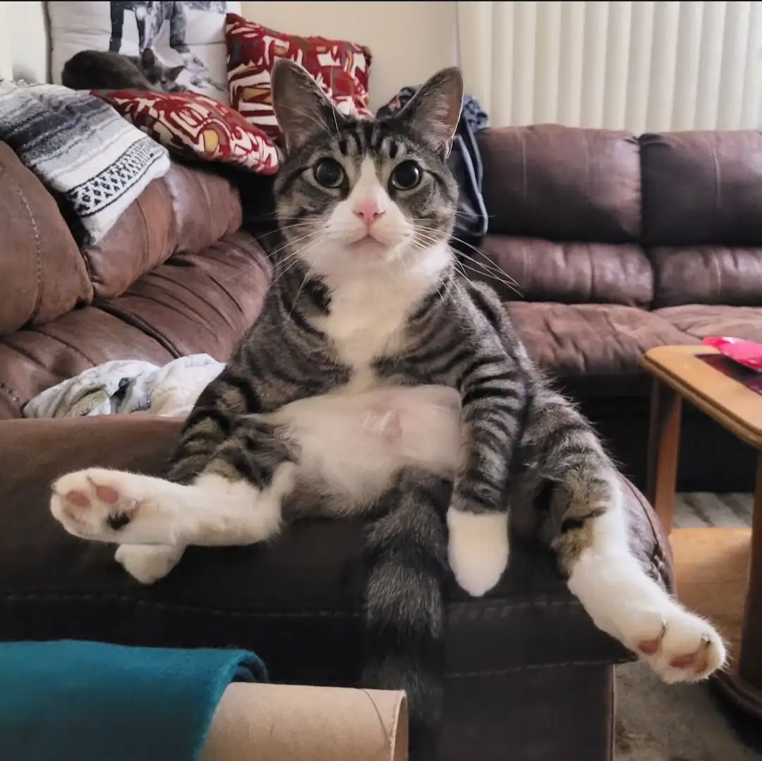 a tabby and white cat sits upright on a brown leather couch with its paws dangling, looking directly at the camera with…