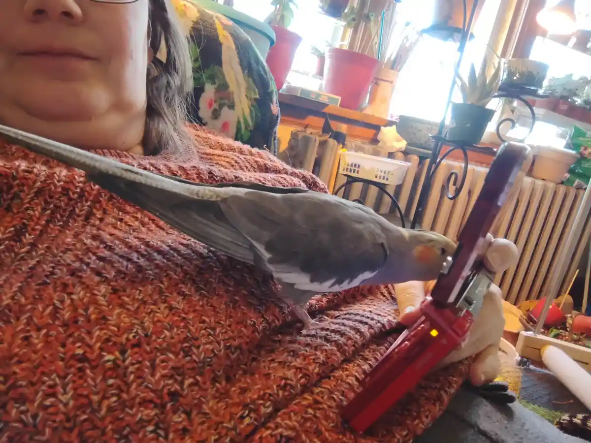Meet Gryphon: The Daily Birb Ready to Become a Pokémon Trainer