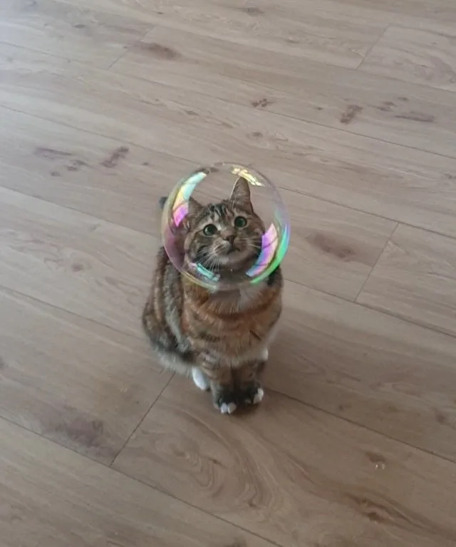 A tabby cat sits on a light wood floor, looking upward with wide eyes as a large, iridescent soap bubble encircles its head…