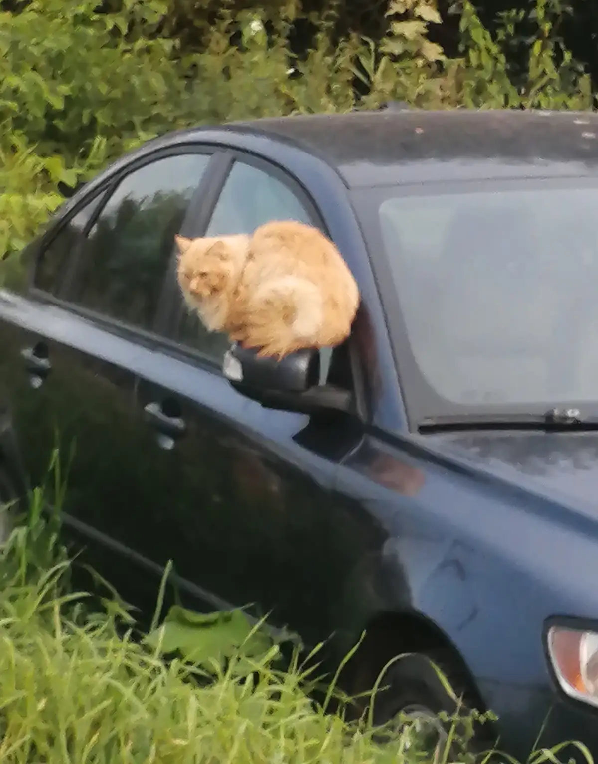 A fluffy orange cat is perched on the side mirror of a dark blue car, looking out. The car is parked near green grass and…