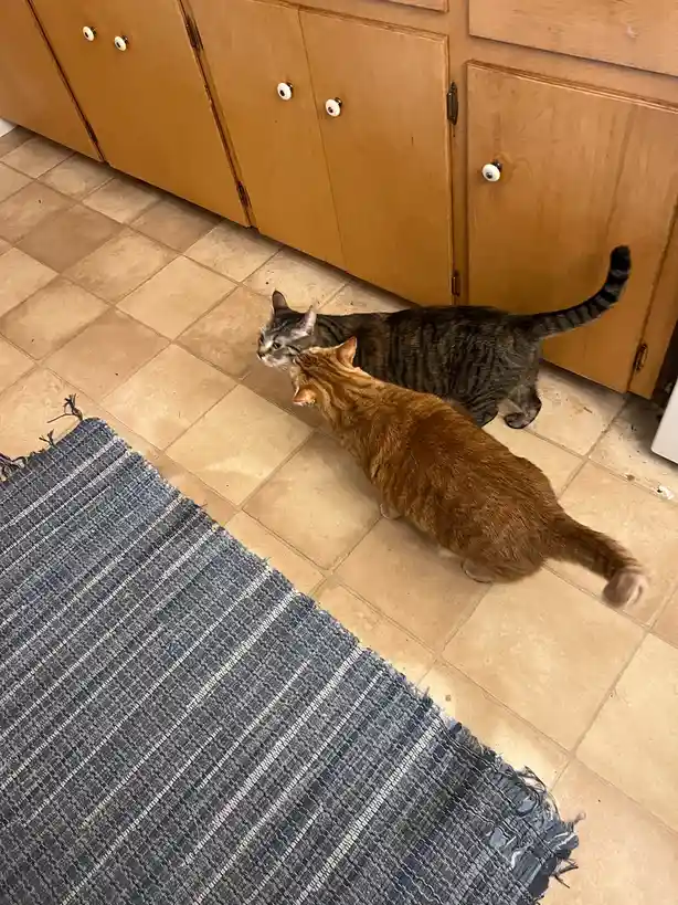A Daily Dose of Cat Cuteness to Brighten Your Day