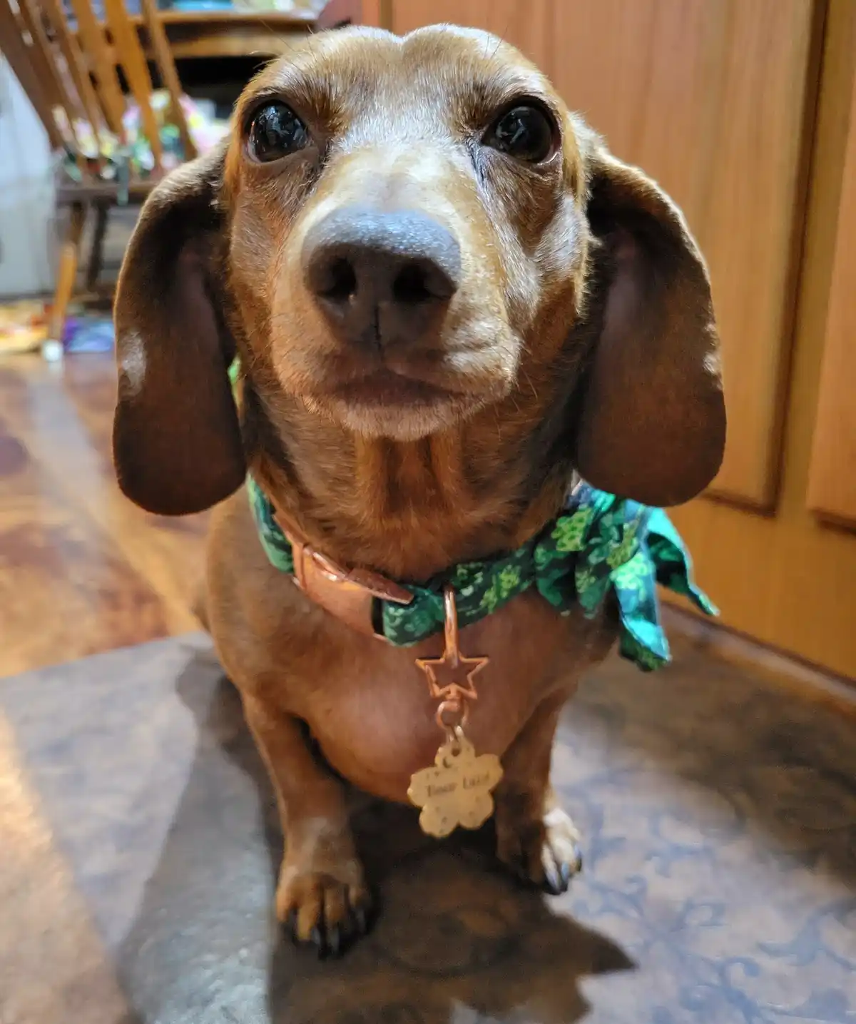A close-up photo of a brown dachshund with large, pleading eyes looking directly at the camera. The dog wears a green floral…