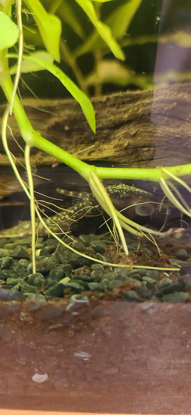 A small, spotted fish with large eyes is partially hidden behind the roots of a green aquatic plant in a tank with gravel…