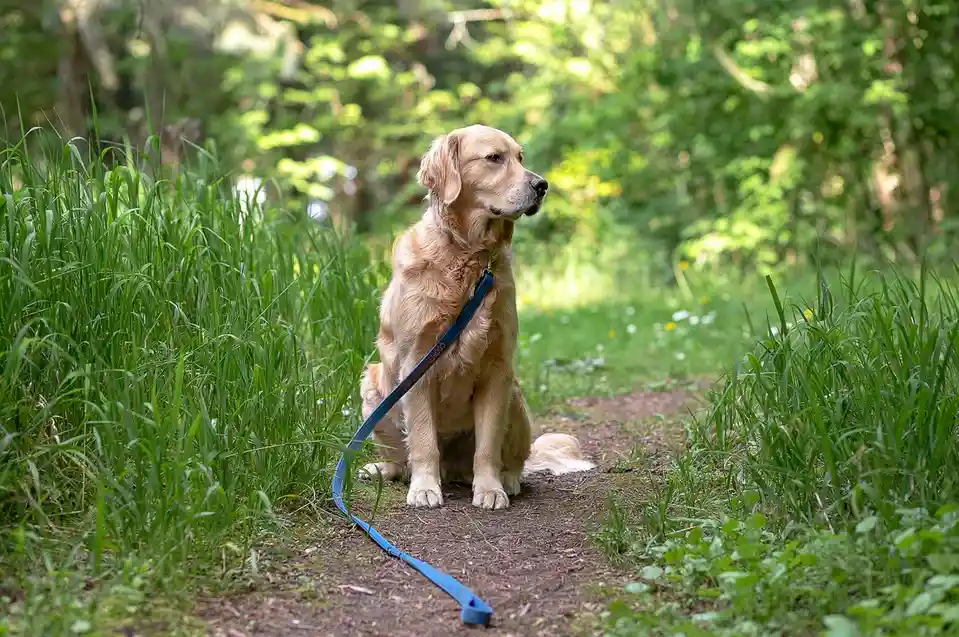 A golden retriever sits patiently on a dirt path surrounded by tall green grass and trees, wearing a blue leash. The dog…