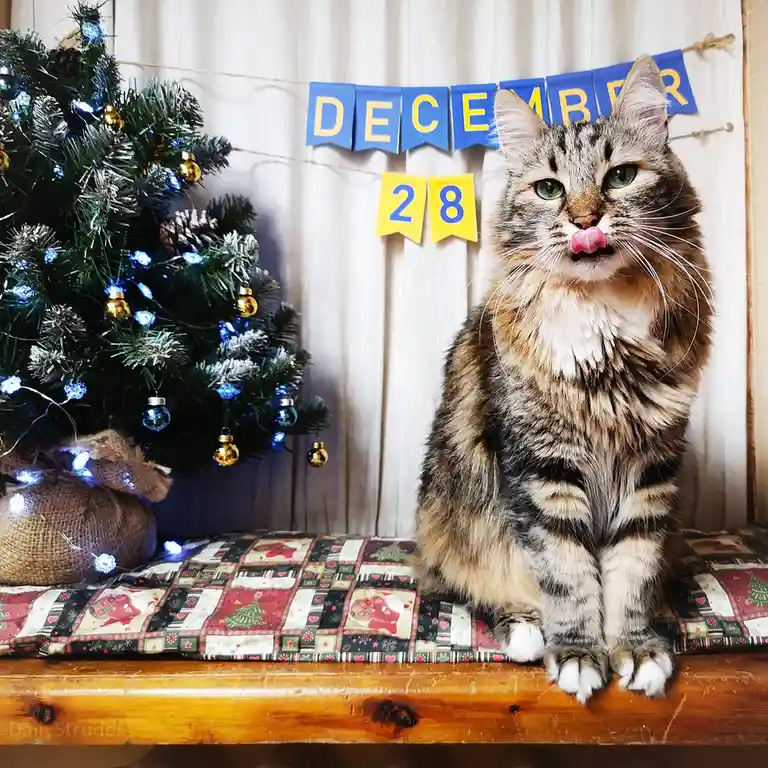 A fluffy tabby cat sits on a wooden bench with a festive quilt, licking its nose while a decorated christmas tree and a blue…