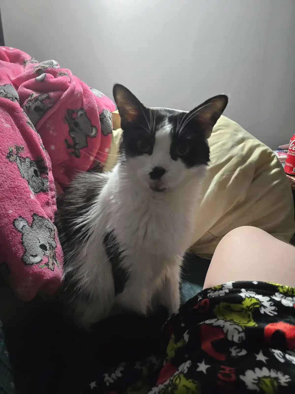 A black and white cat with wide, startled eyes sits on a person's lap, surrounded by colorful blankets including a pink one…