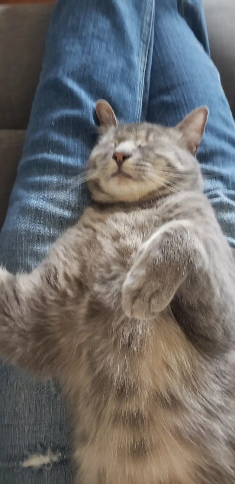 A fluffy gray tabby cat is lying on its back on a person's lap, which is covered in blue jeans. The cat has its eyes closed…