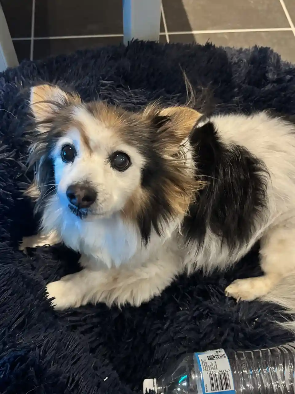 A small, fluffy dog with white, black, and tan fur lies on a dark blue shaggy rug, looking directly at the camera with wide…