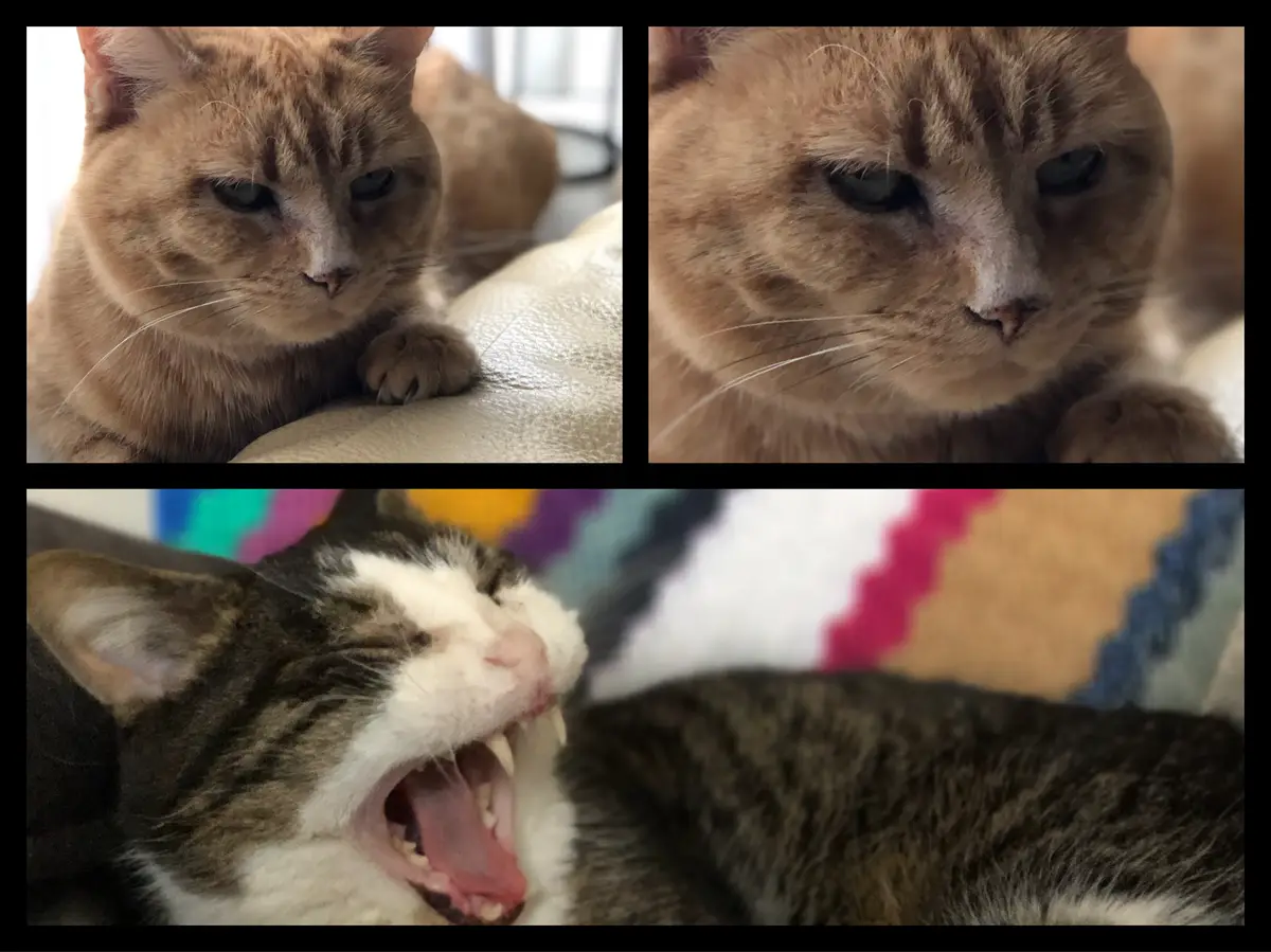 My Cats Being Silly: A Joking Compilation