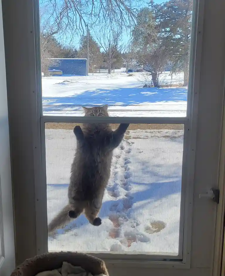 A fluffy gray tabby cat is seen from inside a house, hanging upside down from the bottom of a screen door with snow visible…