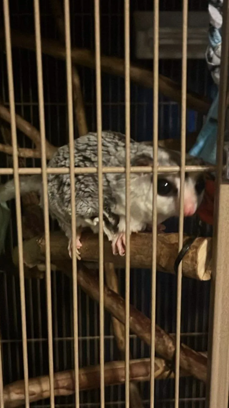 A close-up photo of a small, furry, gray-and-white animal, likely a sugar glider, perched on a wooden branch inside a cage…