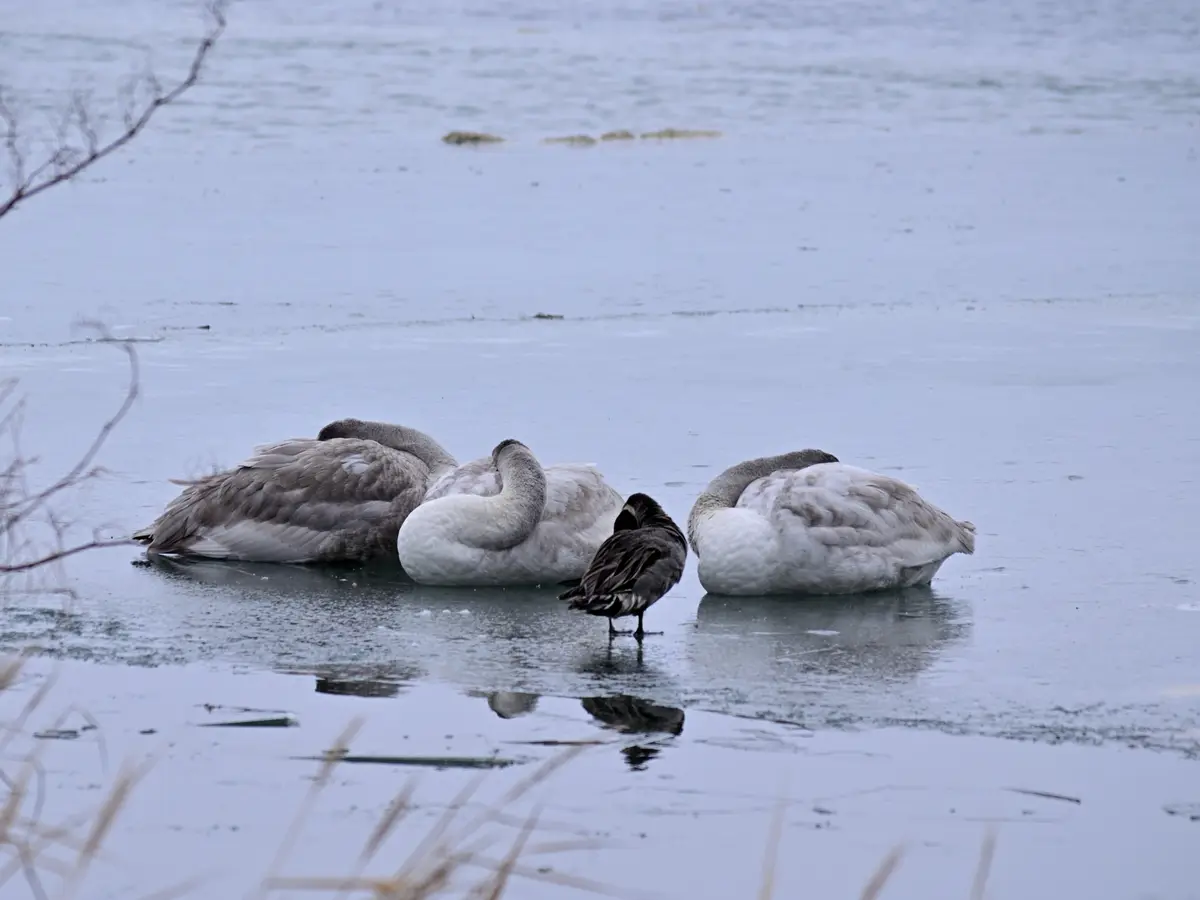 Three large swans are huddled together on a frozen, icy surface, appearing to be resting or sleeping with their necks tucked…