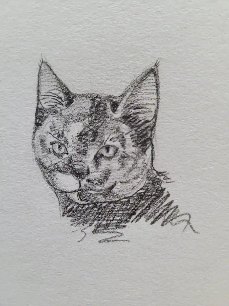A black-and-white pencil sketch on textured paper depicts a cat's head with a smug, self-satisfied expression, its mouth…