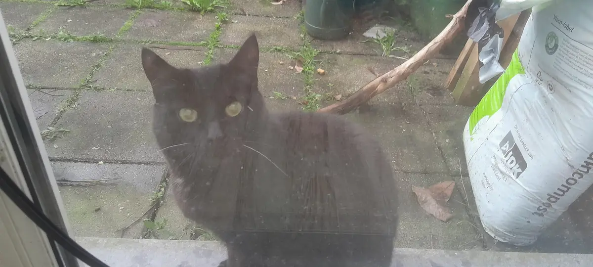 A black cat with yellow eyes stares intently through a slightly dirty window from outside, looking directly at the viewer…